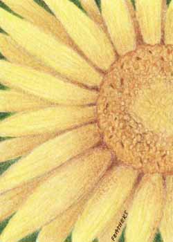 "Common Sunflower" by Sharon Feathers, Ringle WI - Colored pencil